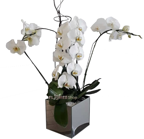 2292 Adorável Orquídea