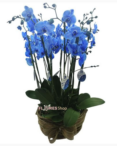 2574 Jardim de Orquídeas Azuis