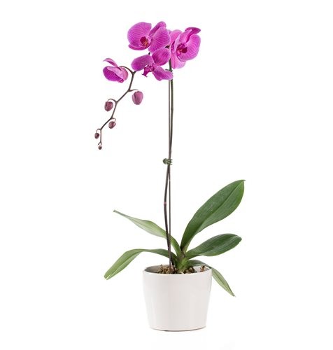 2845 Orquídea phalaenopsis Lilás