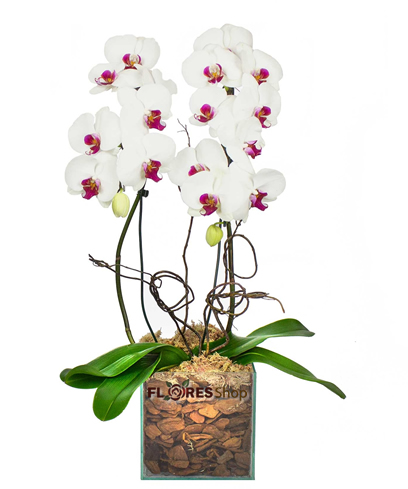 3374 Orquídea para Amar