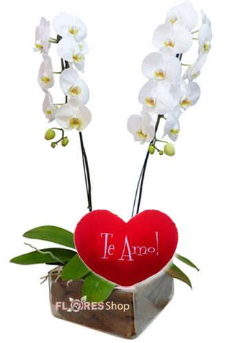 3383 ❤•·.··.·❤ Love Orquídea ❤•·.··.·❤