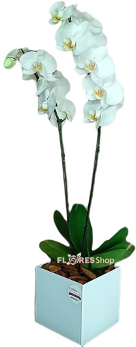 4038 White Orchid