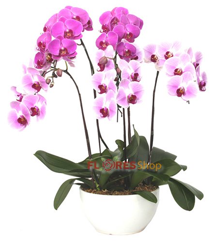 510 Belíssimas Orquídeas