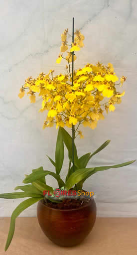 6026  Bolsa com Orquídea linda!