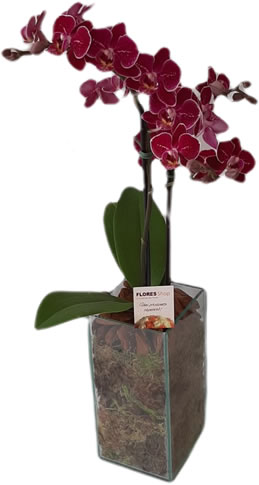 3878 Mini Orquídeas no Vidro